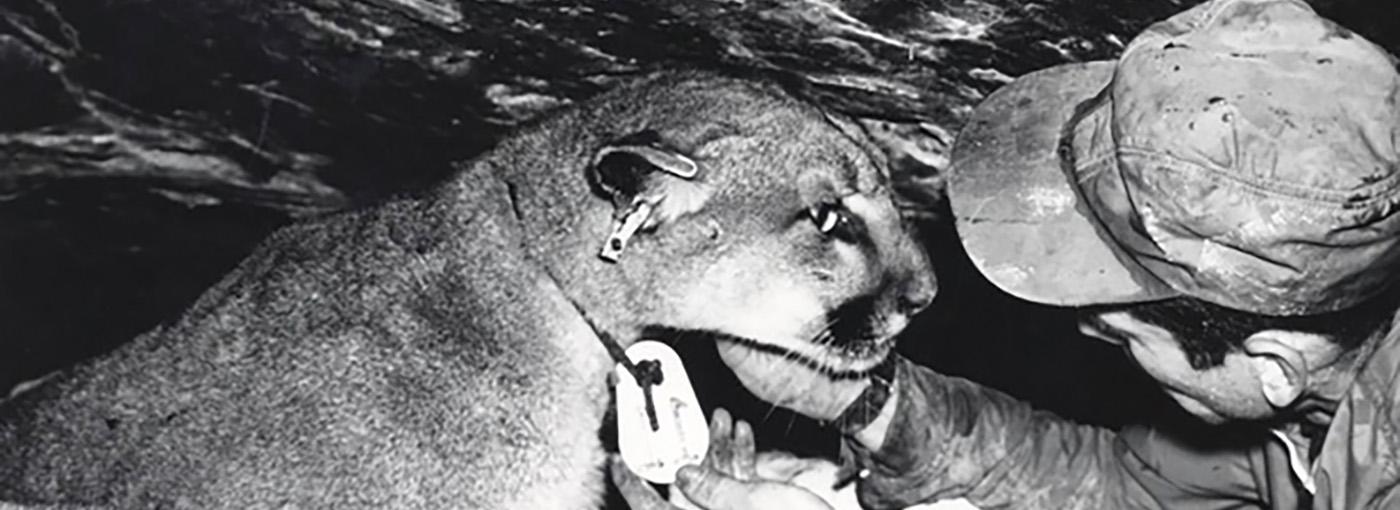 莫里斯·霍诺克和一只带标记装置的美洲狮. 资料来源:伊利诺伊大学图书馆特别馆藏与档案:自然资源学院馆藏.